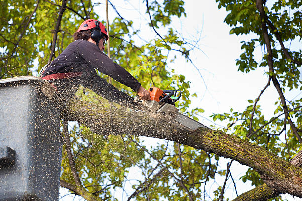 Gervais, OR Tree Service Company